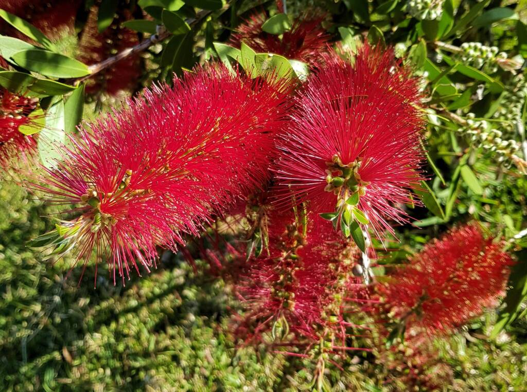 Crimson Bottlebrush (Callistemon citrinus), Dee Why, Northern Beaches NSW