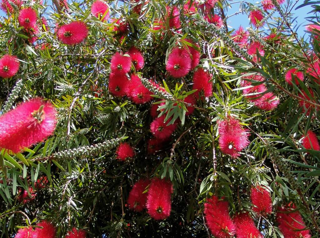 Weeping Bottlebrush (Callistemon viminalis), Alice Springs NT