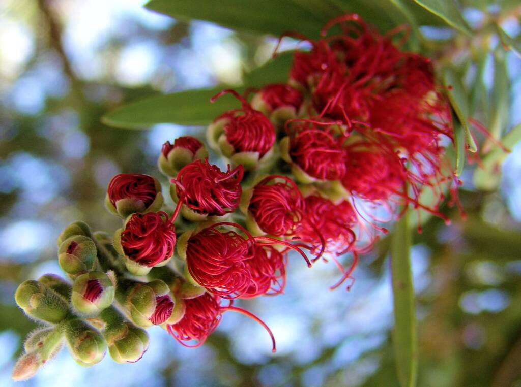 Weeping Bottlebrush (Callistemon viminalis), Alice Springs NT