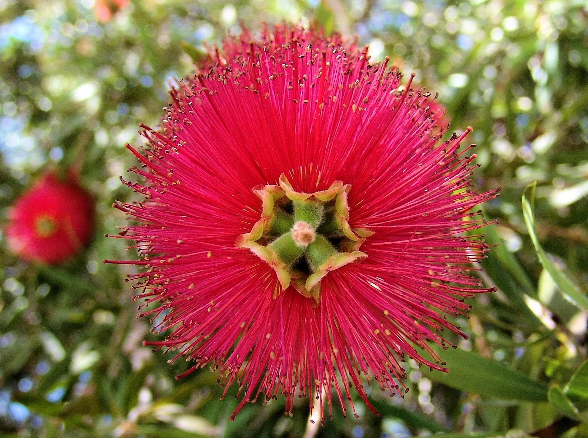 Weeping Bottlebrush (Callistemon viminalis), Alice Springs NT