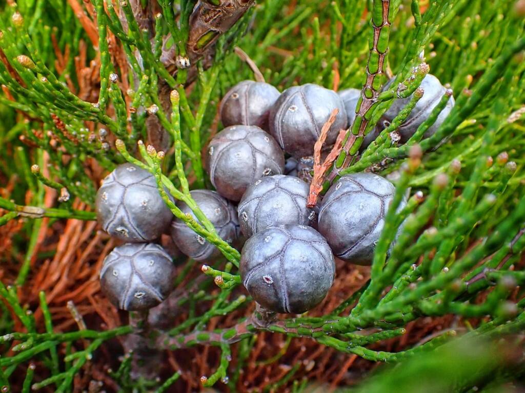Callitris drummondii (Drummond's Cypress Pine), Hopetoun WA © Terry Dunham