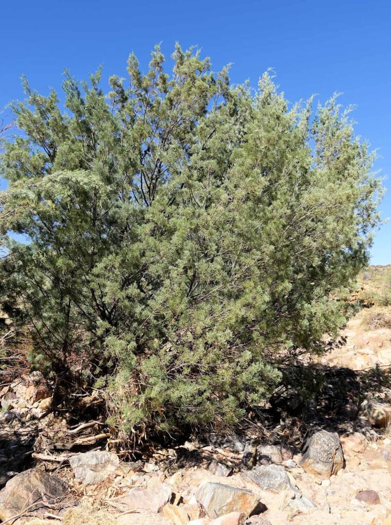White Cypress Pine (Callitris columellaris), Ellery Creek Big Hole (West MacDonnell Ranges), NT