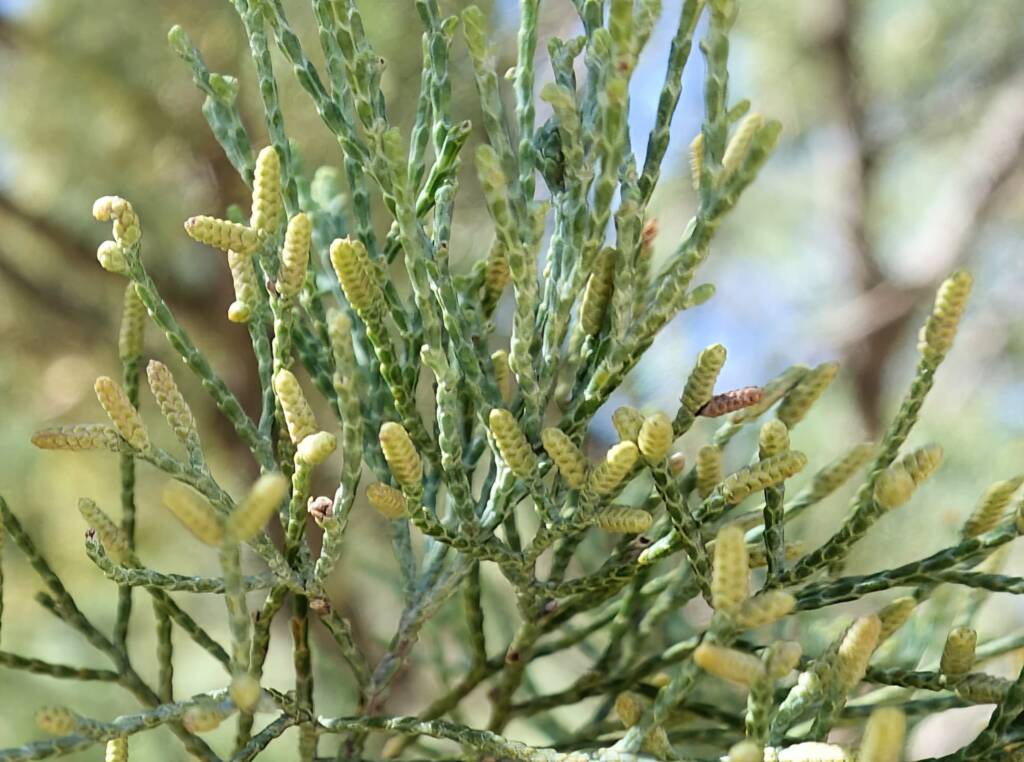 White Cypress Pine (Callitris columellaris), Ellery Creek Big Hole (West MacDonnell Ranges), NT
