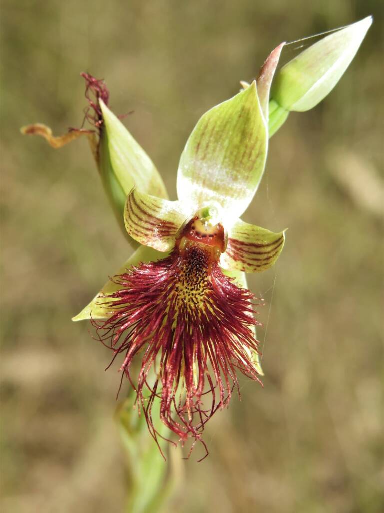 Calochilus paludosus (Red Beard Orchid), Wallaga Lake NSW © Deb Taylor
