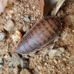 Calolampra sp (Bark Cockroach), Alice Springs NT