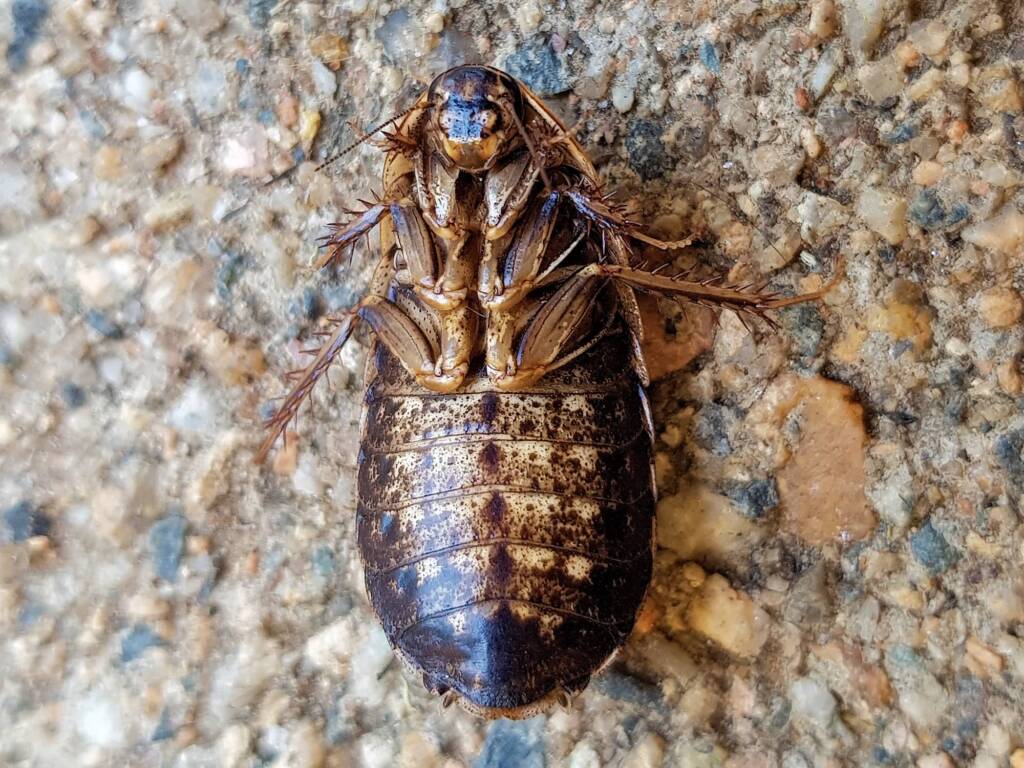 Calolampra sp (Bark Cockroach), Alice Springs NT