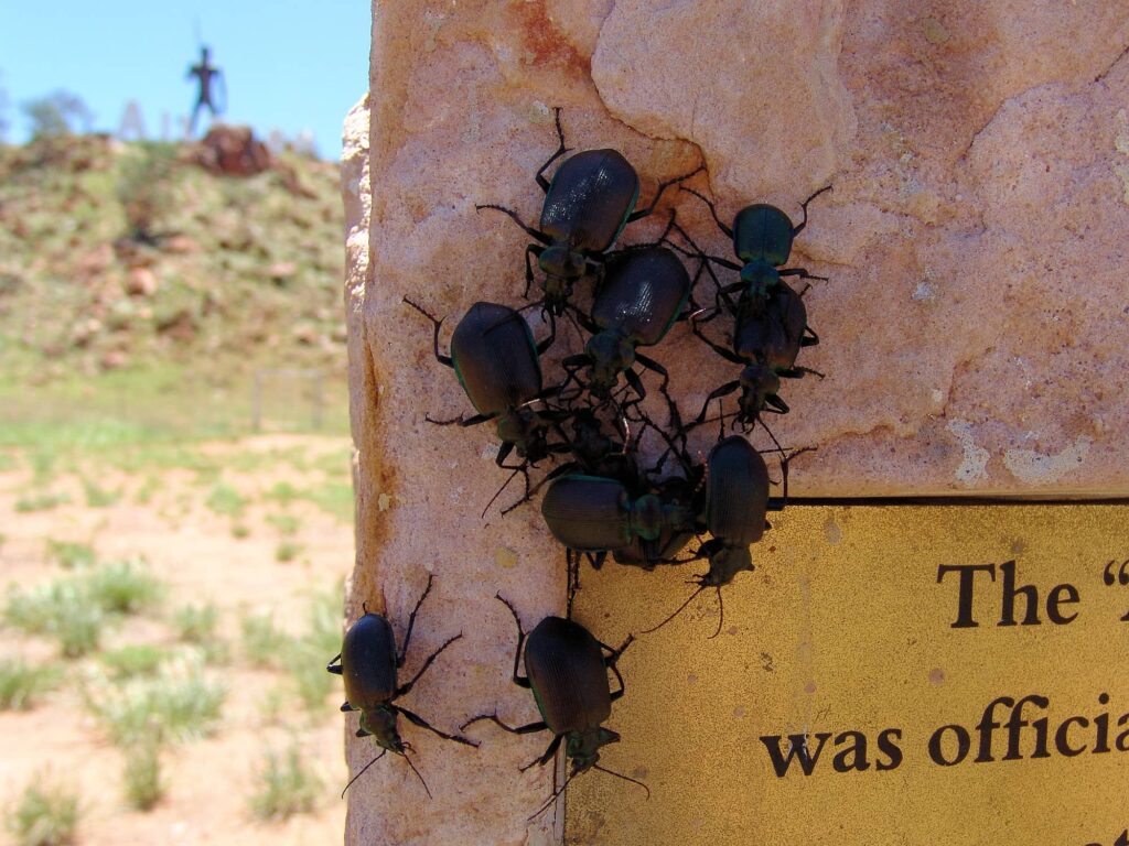 Calosoma oceanicum (ground beetle, subfamily Carabinae), Aileron NT
