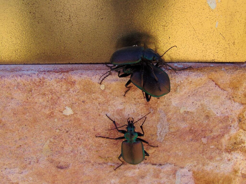 Calosoma oceanicum (ground beetle, subfamily Carabinae), Aileron NT
