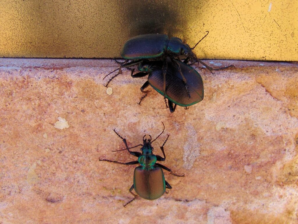 Calosoma oceanicum (ground beetle, subfamily Carabinae), Aileron NT