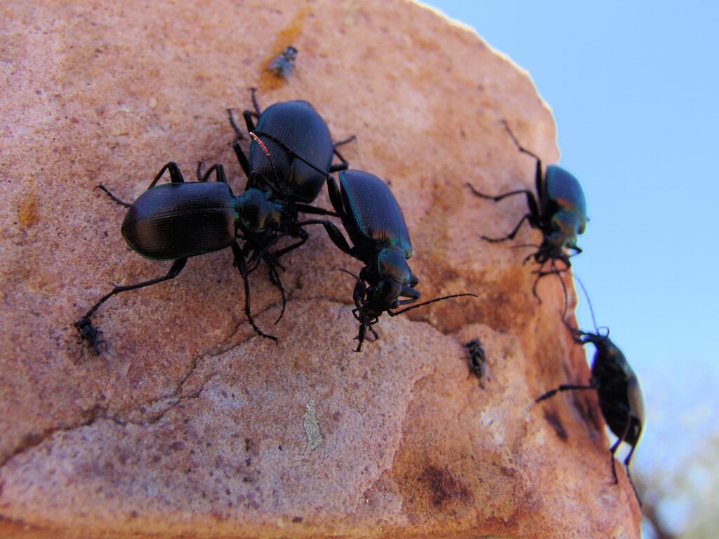 Calosoma oceanicum (ground beetle, subfamily Carabinae), Aileron NT