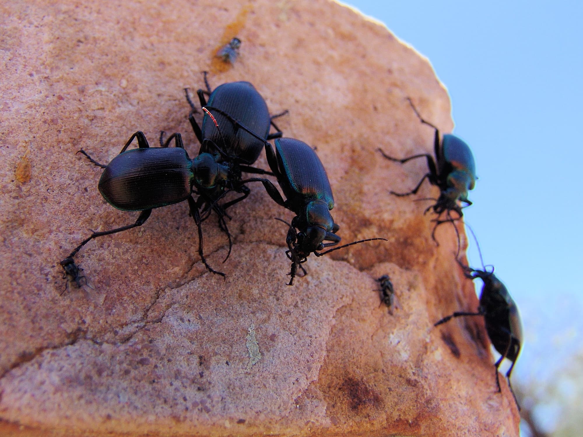 Calosoma oceanicum (ground beetle, subfamily Carabinae), Aileron NT