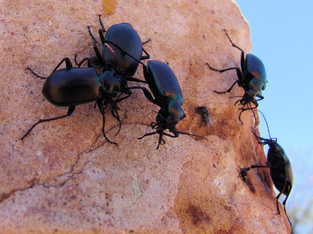 Calosoma oceanicum (ground beetle, subfamily Carabinae), Aileron NT