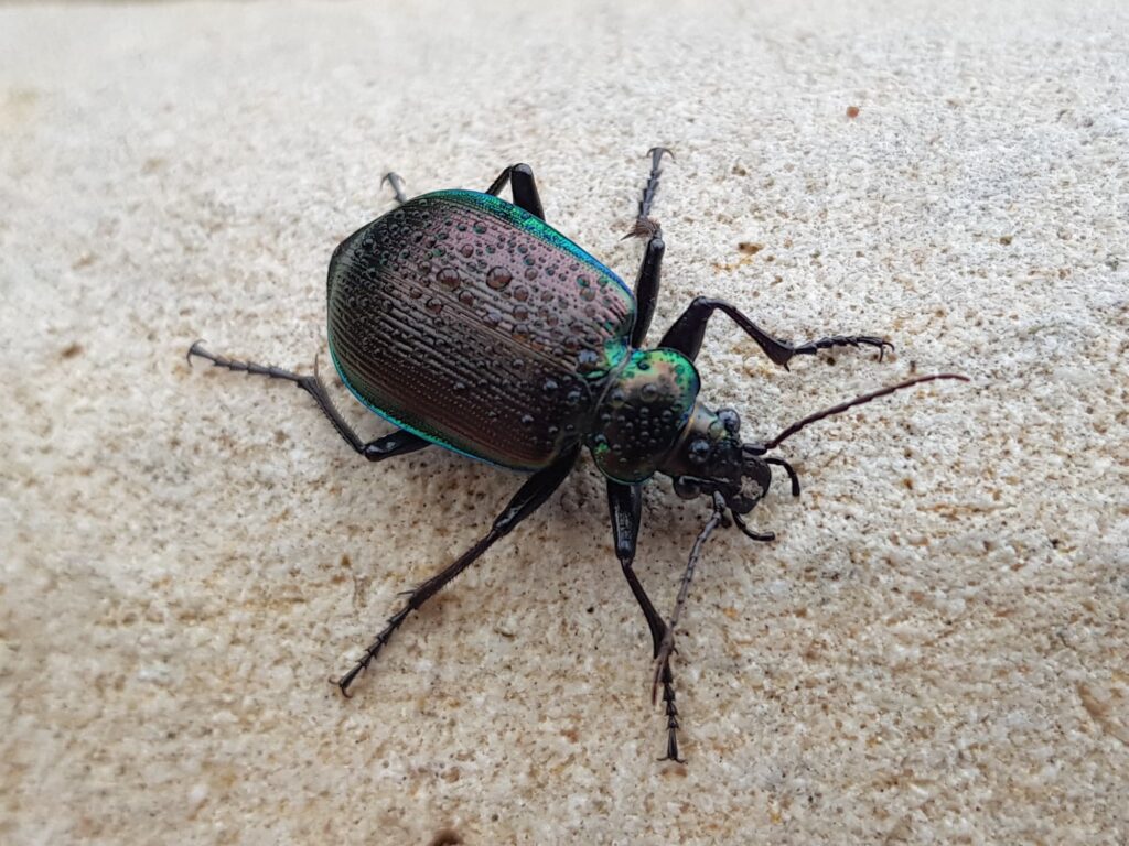 Calosoma oceanicum (Ground Beetle), Alice Springs NT
