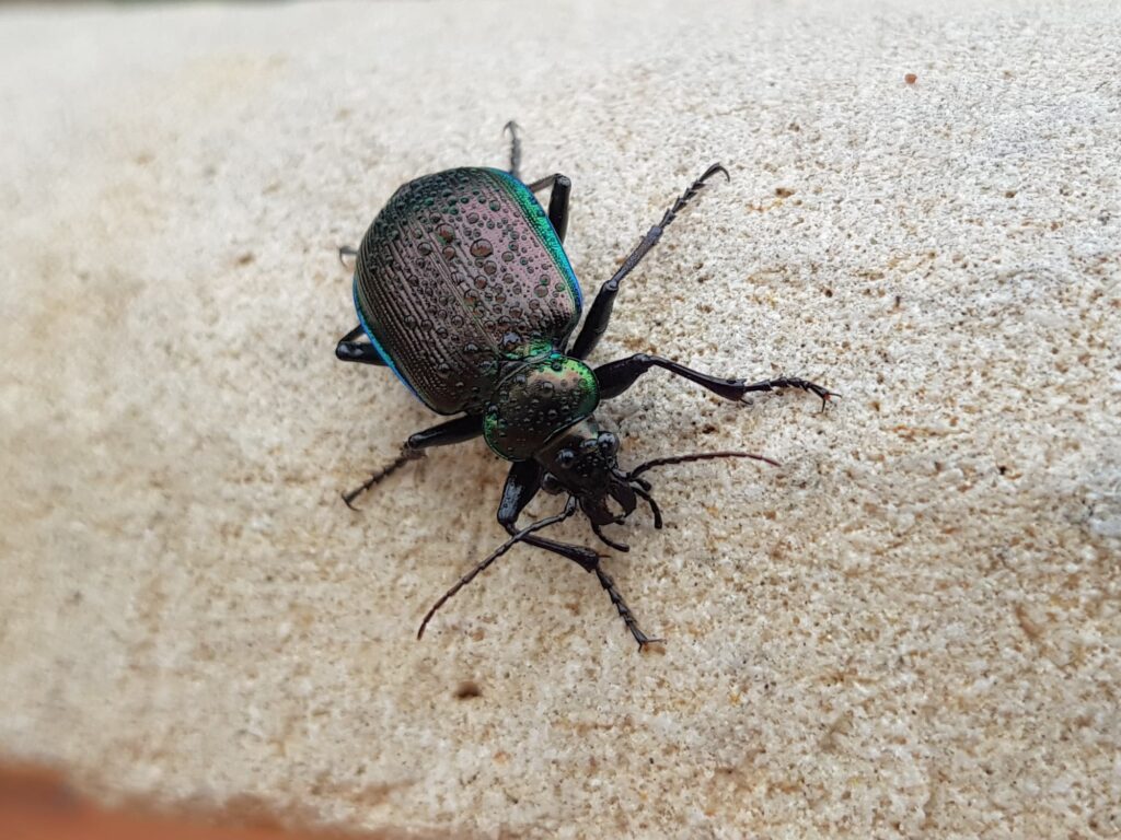 Calosoma oceanicum (Ground Beetle), Alice Springs NT