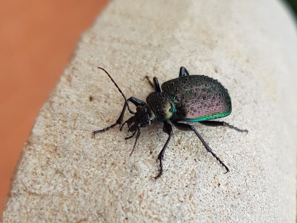 Calosoma oceanicum (Ground Beetle), Alice Springs NT