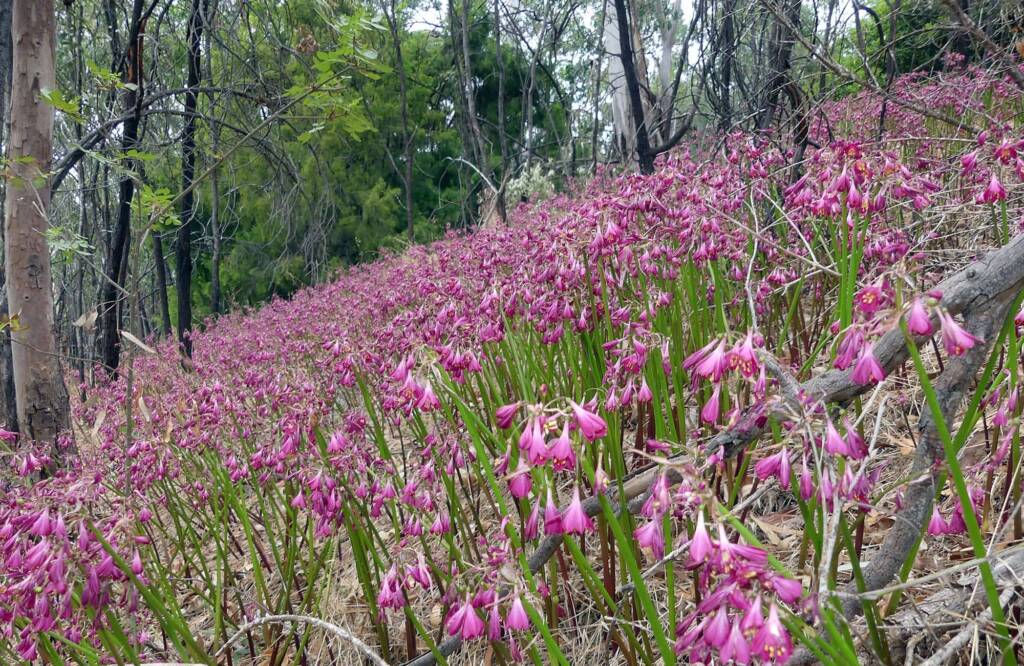 Calostemma purpureum (Garland Lily) on valley track near Railway Dam, Belair NP SA © Marianne Broug