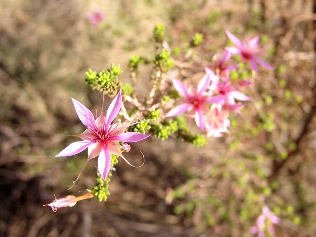 Keeled Fringe-Myrtle (Calytrix carinata), Uluṟu-Kata Tjuṯa National Park NT © Greg Sully