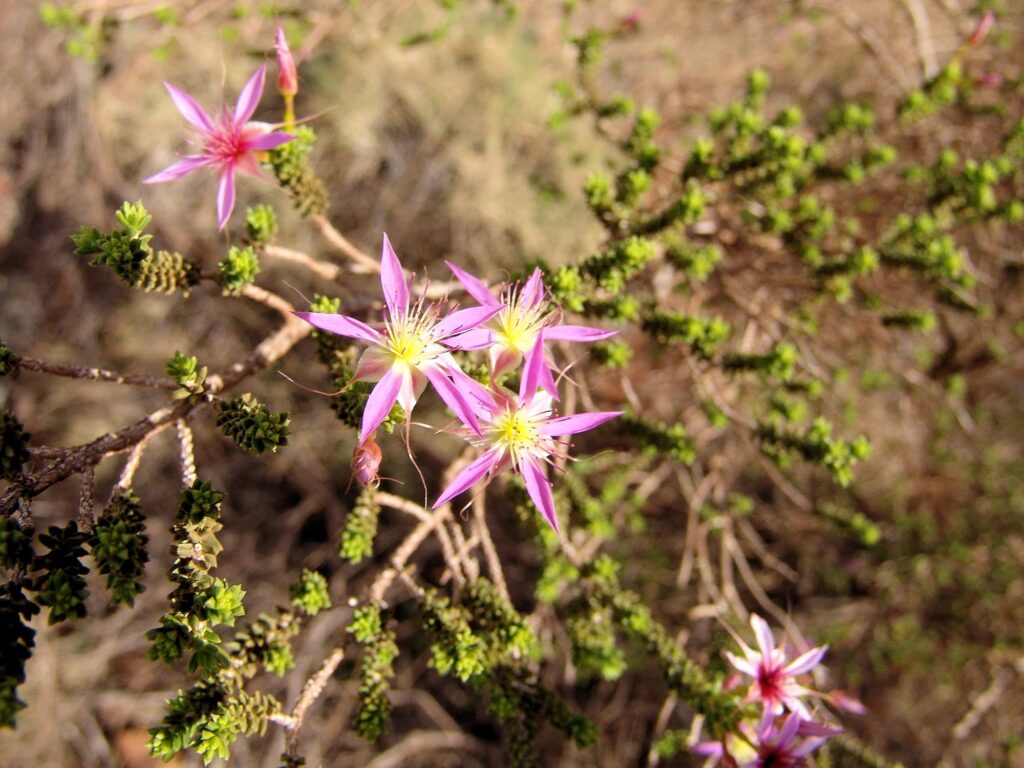 Keeled Fringe-Myrtle (Calytrix carinata), Uluṟu-Kata Tjuṯa National Park NT © Greg Sully