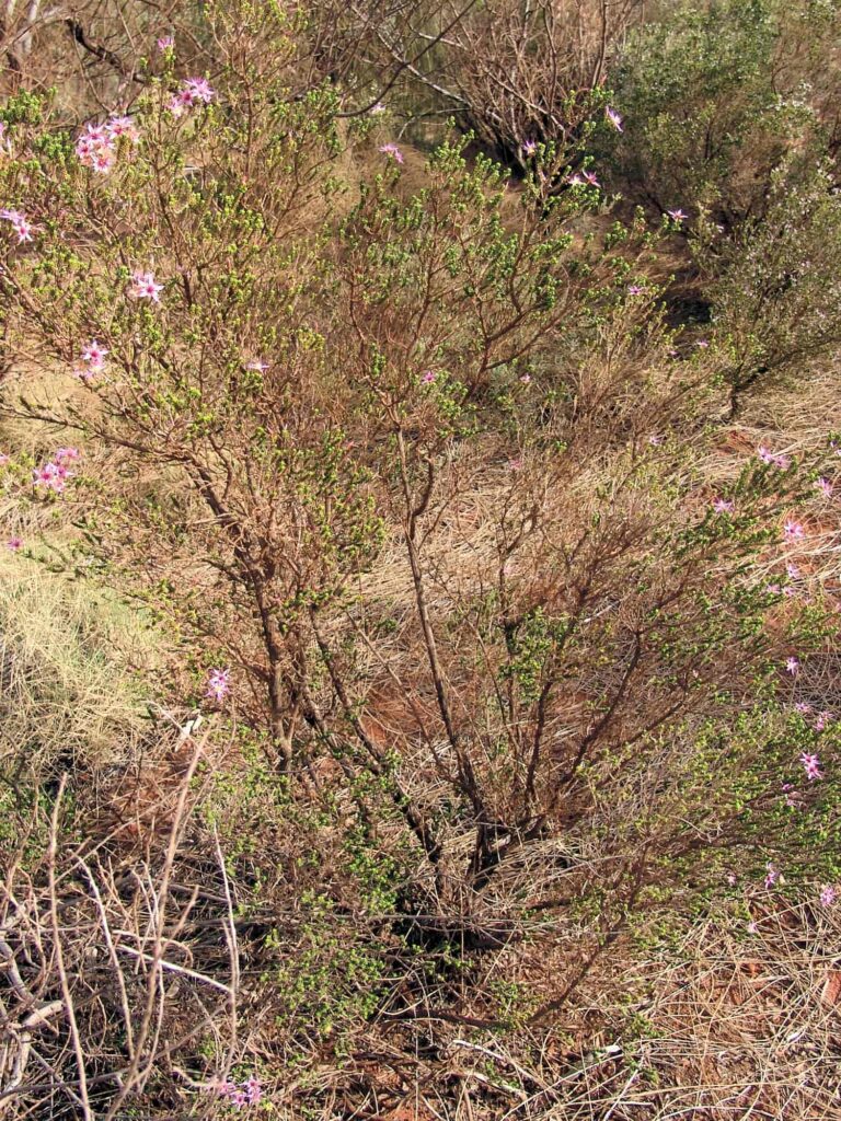 Keeled Fringe-Myrtle (Calytrix carinata), Uluṟu-Kata Tjuṯa National Park NT © Greg Sully