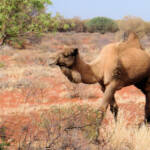 Camel (off the Lassetter Hwy at Uluru)
