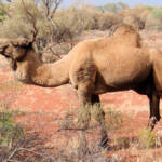 Camel (off the Lassetter Hwy at Uluru)