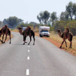 Camel (Lassetter Hwy at Uluru)