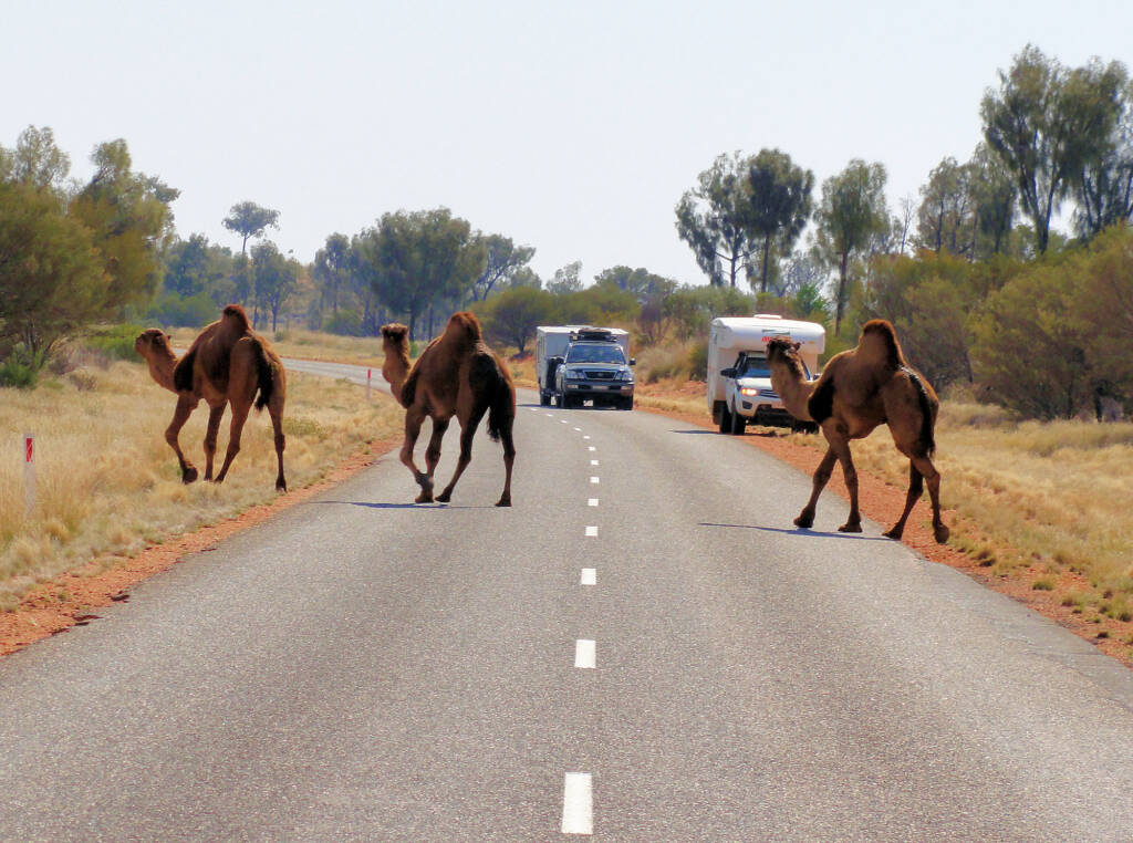 Camel (Lassetter Hwy at Uluru)