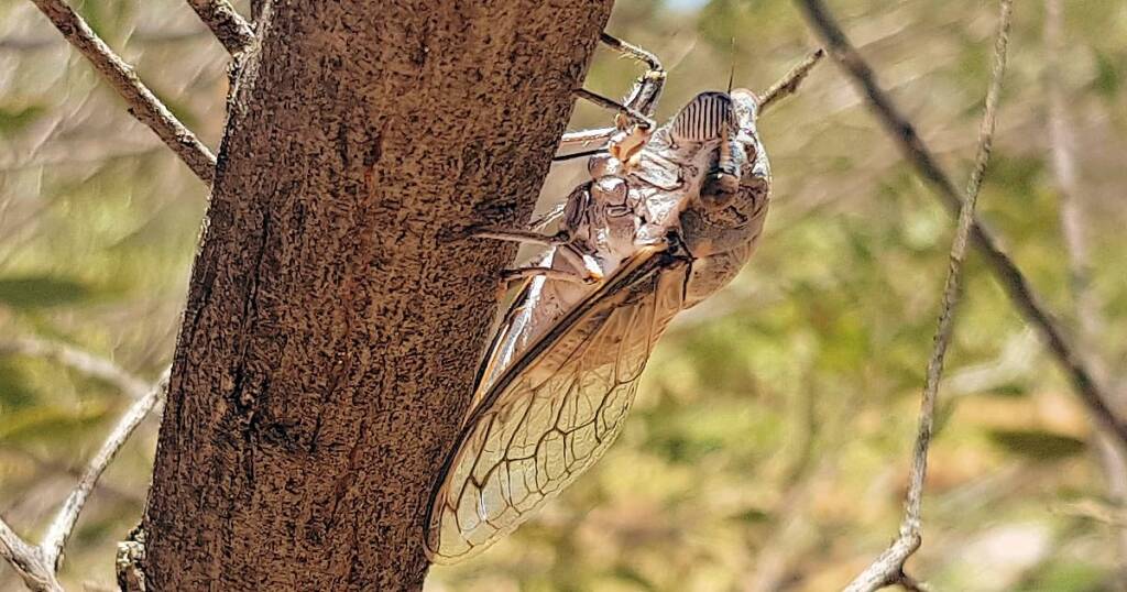 Camouflaged Cicada (known colloquially as the 'pisser')