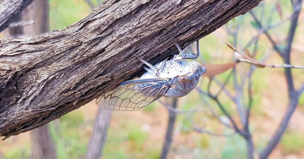 Camouflaged Cicada