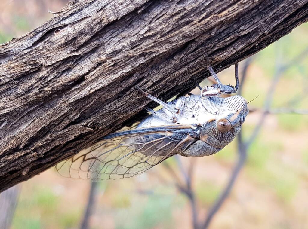 Camouflaged Cicada