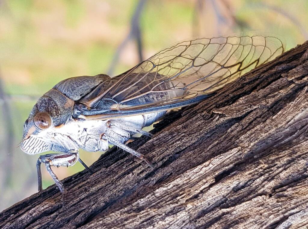 Camouflaged Cicada