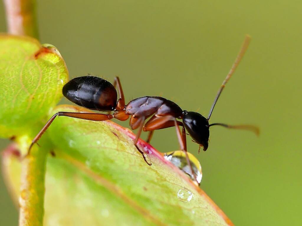 Banded Sugar Ant (Camponotus consobrinus), Belair SA © Marianne Broug