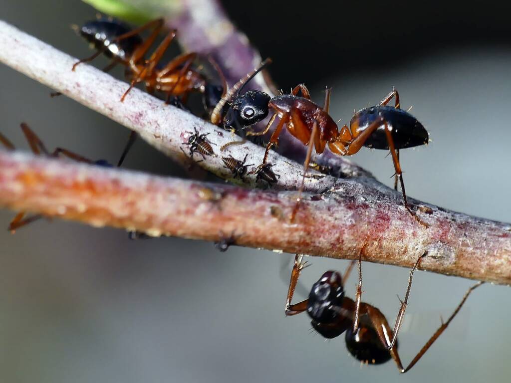 Banded Sugar Ant (Camponotus consobrinus), Crafers - Bridgewater SA © Marianne Broug