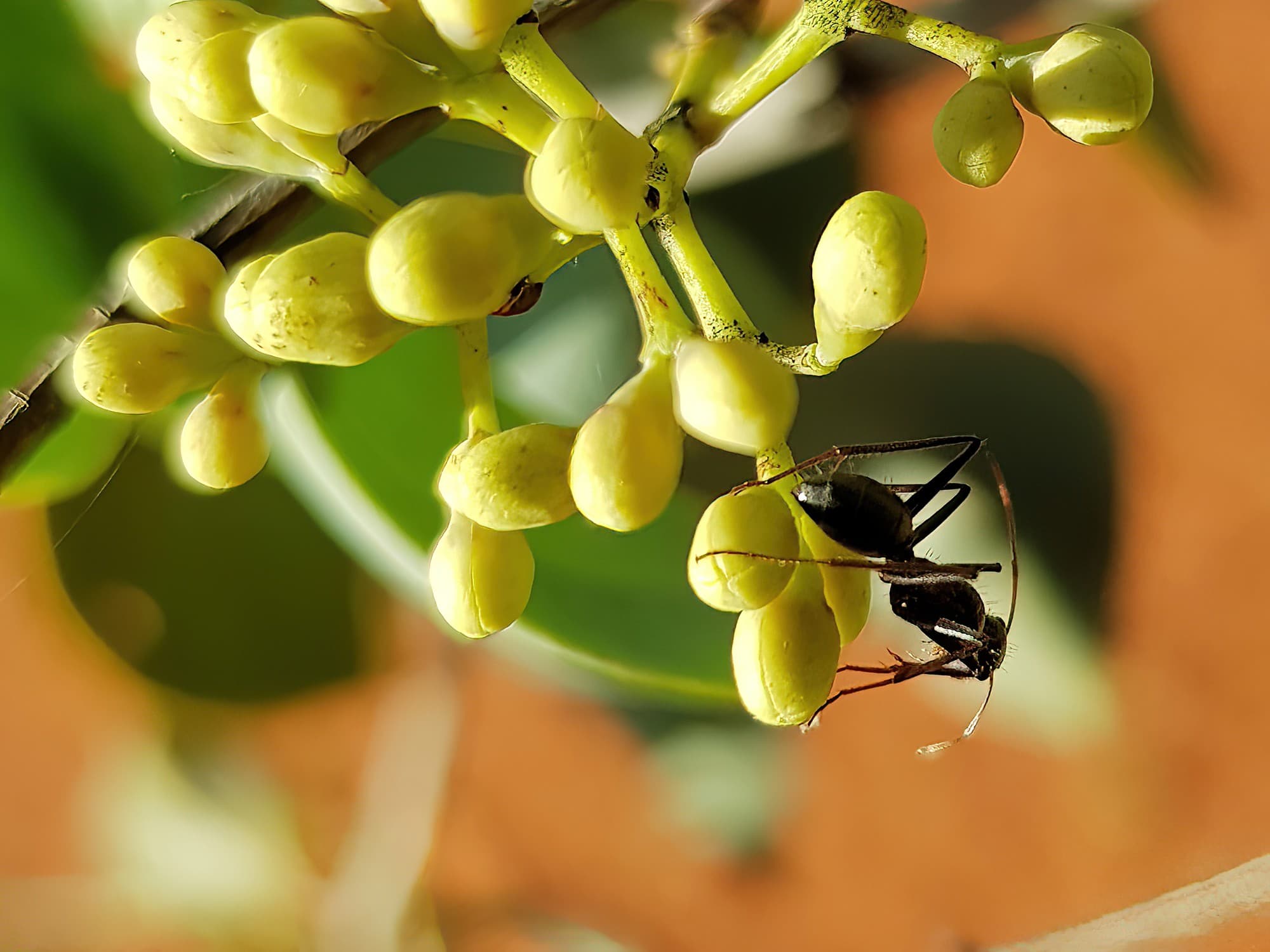 ASDP Camponotus denticulatus – Ausemade