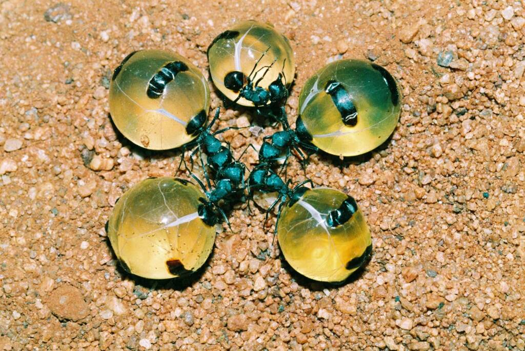 Honey Ants (Camponotus inflatus) © Hans Boessum