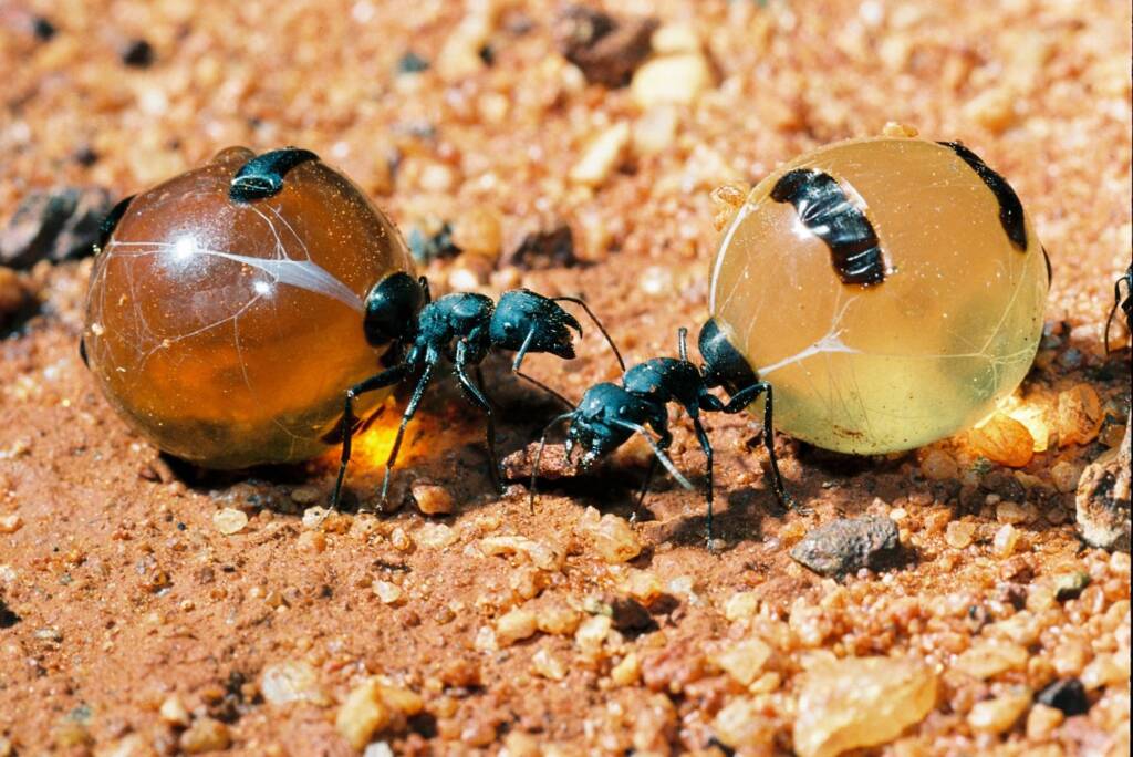 Honey Ants (Camponotus inflatus) © Hans Boessum