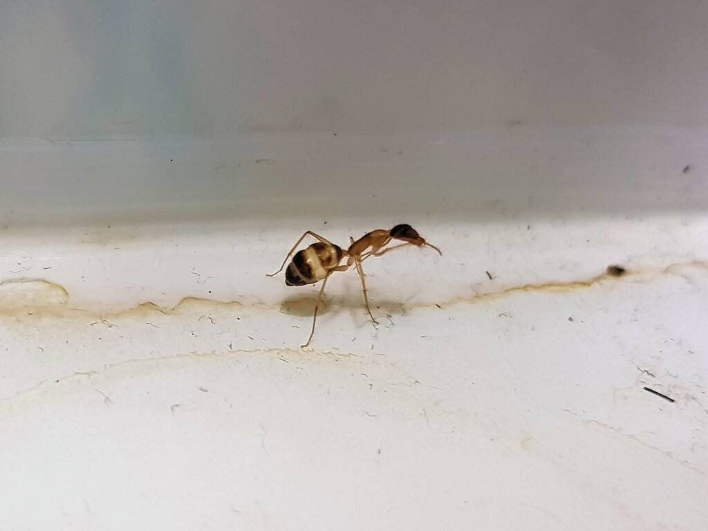 Camponotus novaehollandiae Group, Alice Springs NT