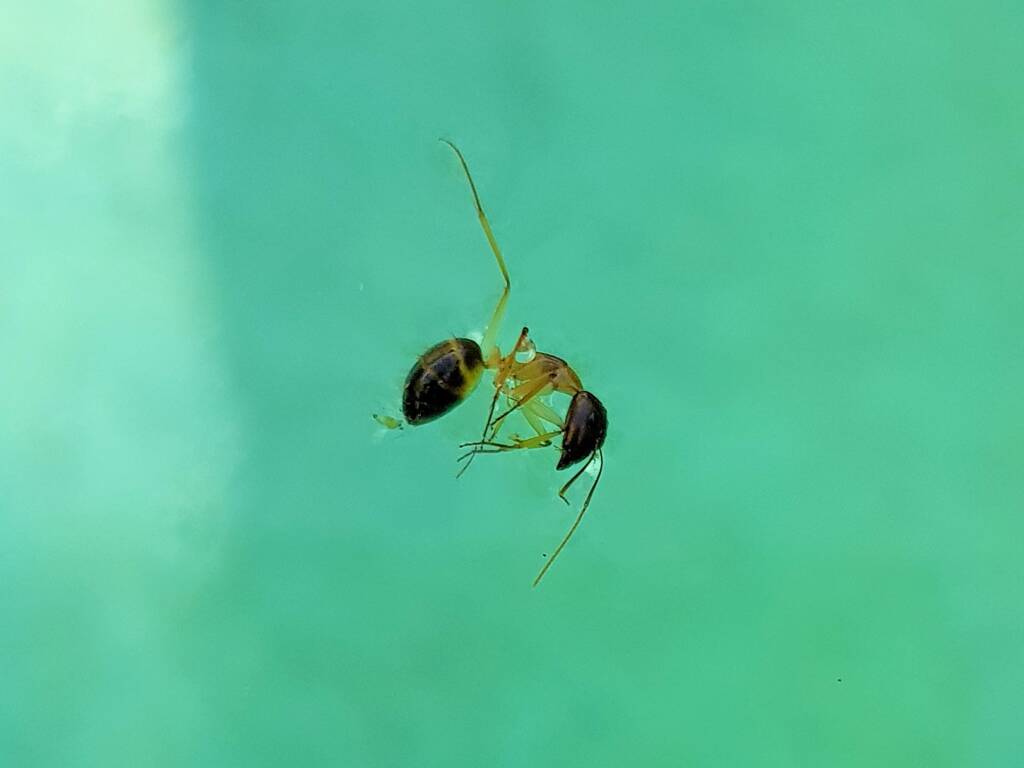 Camponotus sp (Formicidae), Alice Springs NT