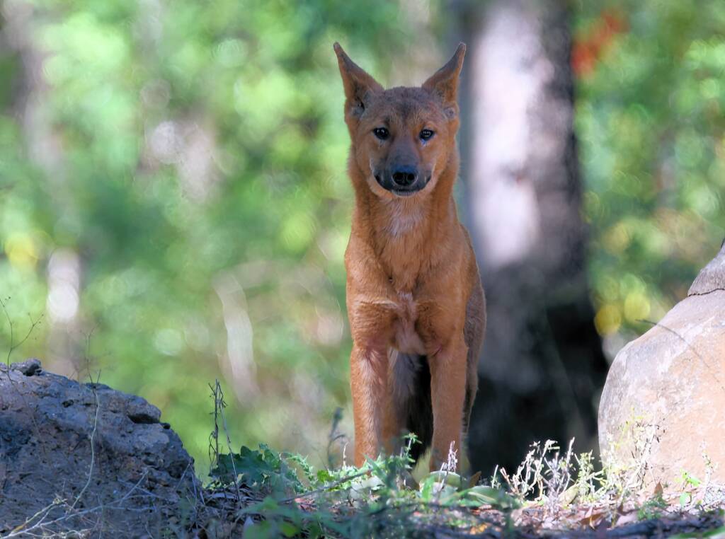Canis dingo, Lamington National Park, QLD