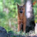 Canis dingo, Lamington National Park, QLD