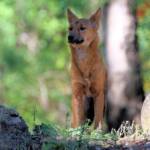 Canis dingo, Binna Burra, Lamington National Park, QLD