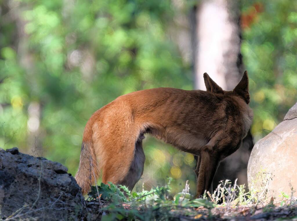 Canis dingo, Binna Burra, Lamington National Park, QLD