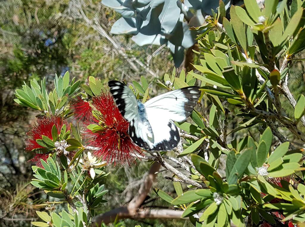 Caper White Butterfly (Belenois java teutonia)