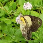 Caper White Butterfly (Belenois java)