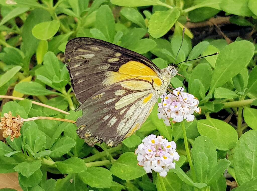 Caper White Butterfly (Belenois java)