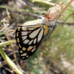 Caper White Butterfly (Belenois java teutonia), Ellery Creek Big Hole, NT