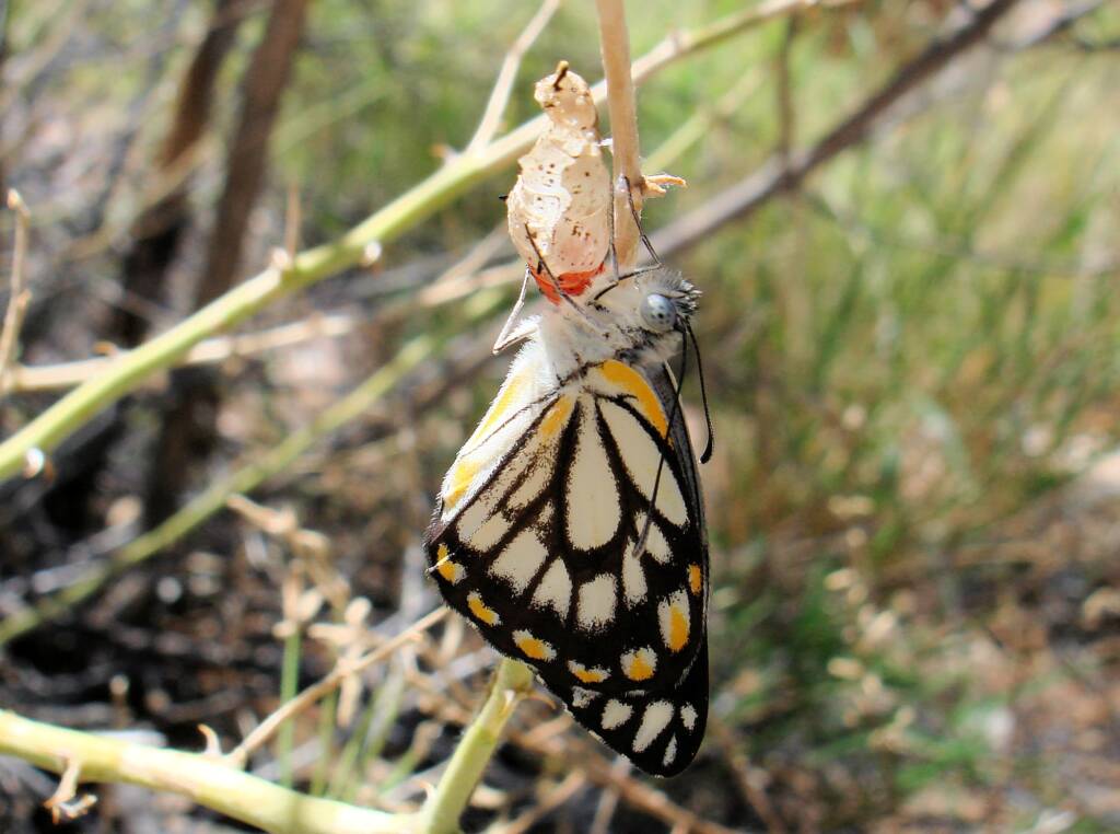 Caper White Butterfly (Belenois java teutonia), Ellery Creek Big Hole, NT