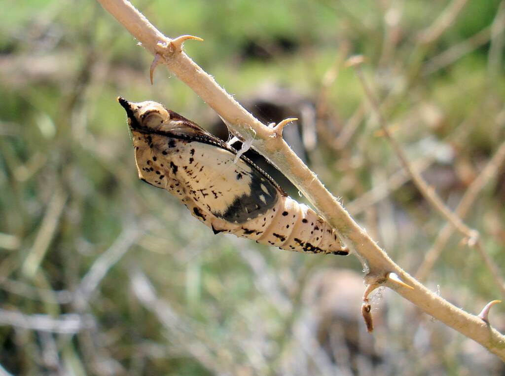Caper White Butterfly emerging from a chrysalis (Belenois java teutonia), Ellery Creek Big Hole, NT