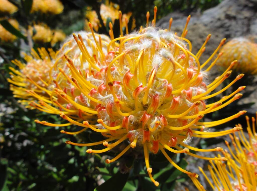 Carnival Orange (Leucospermum cuneiforme), Blue Mountains Botanic Garden NSW