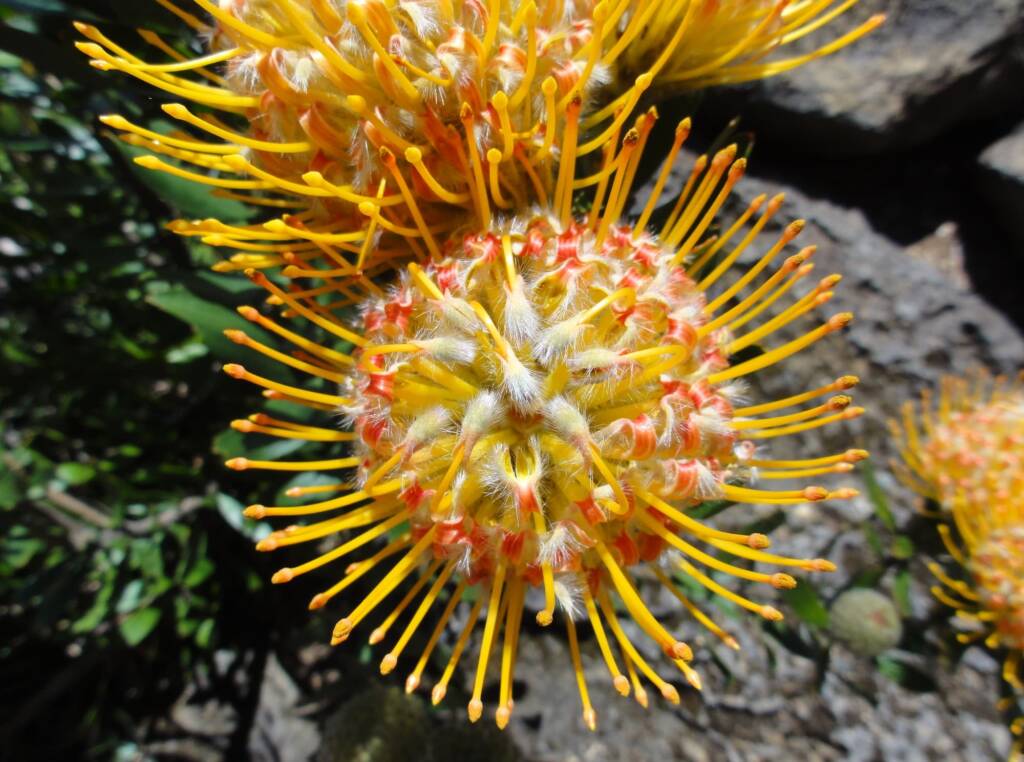 Carnival Orange (Leucospermum cuneiforme), Blue Mountains Botanic Garden NSW